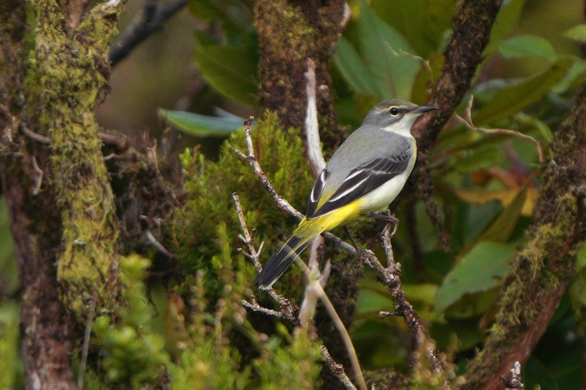 Gray Wagtail - ML610687895