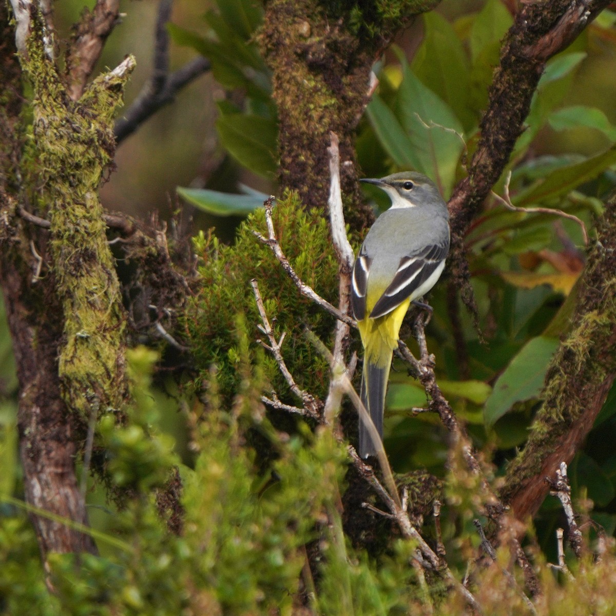 Gray Wagtail - Jörg Albert