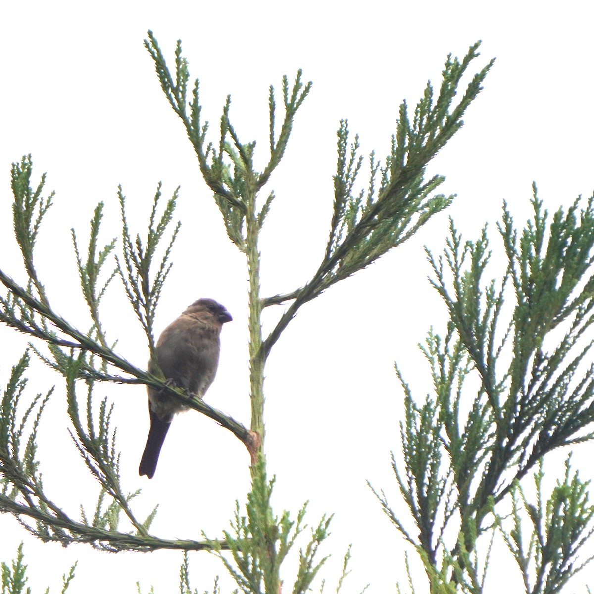 Azores Bullfinch - ML610687902