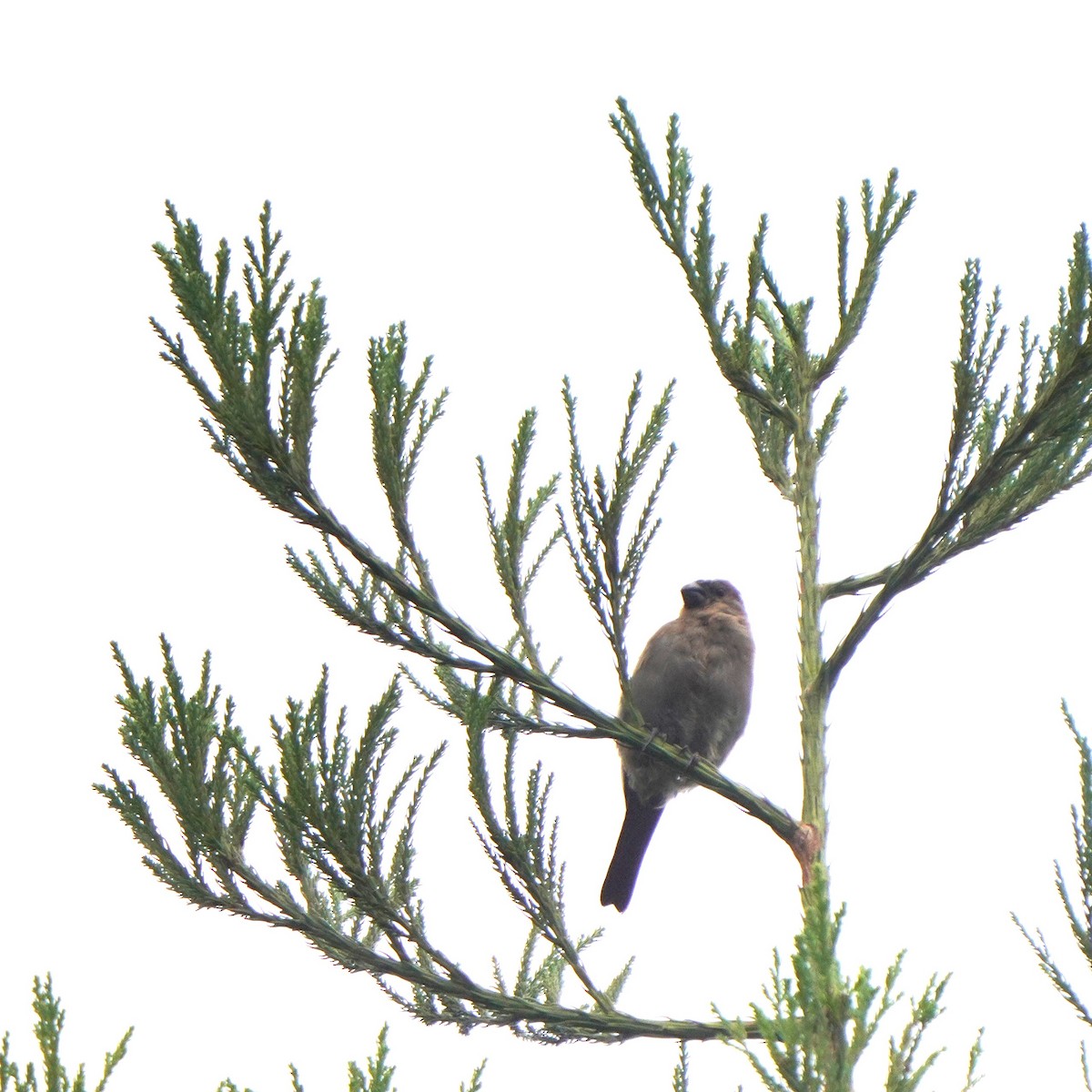 Azores Bullfinch - ML610687903