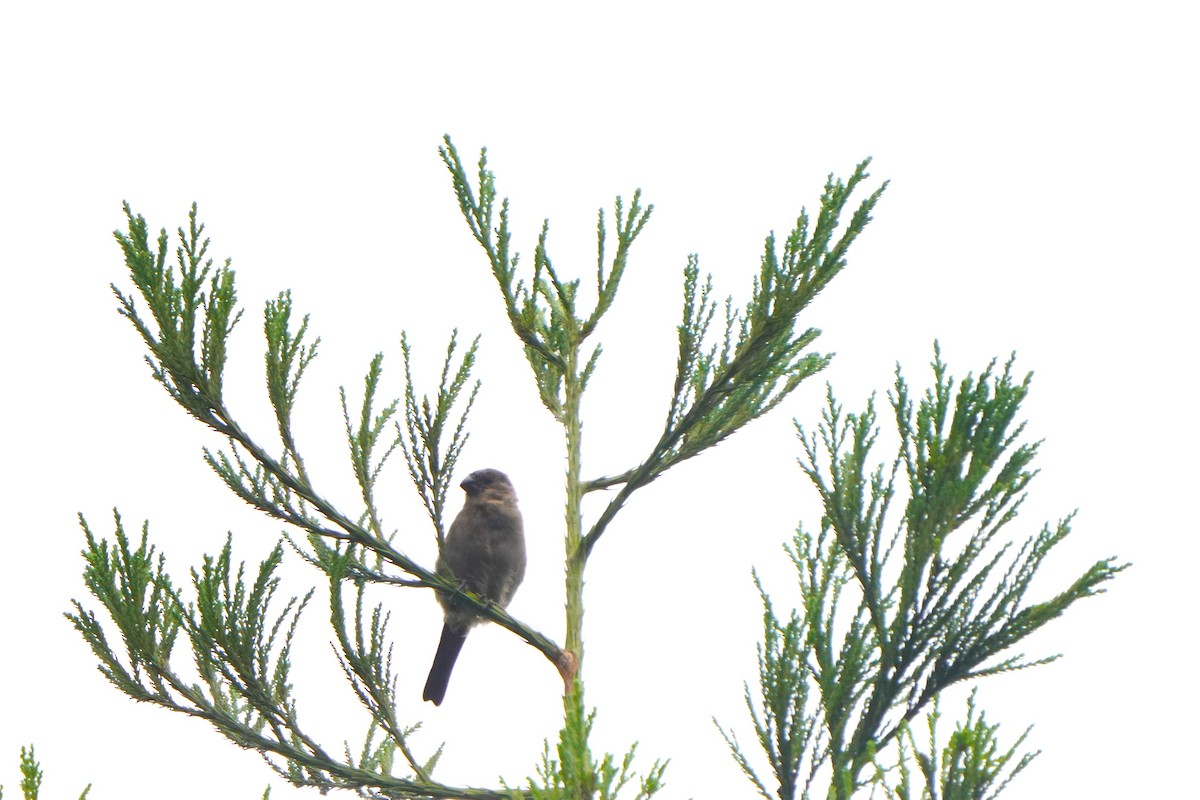 Azores Bullfinch - ML610687904