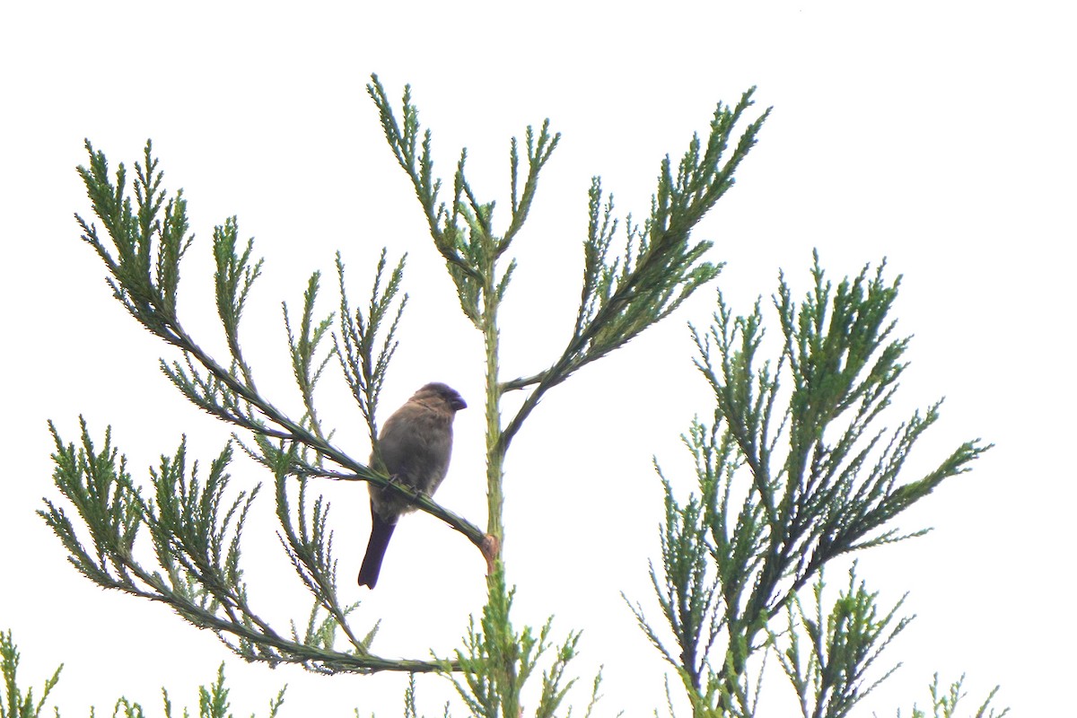 Azores Bullfinch - Jörg Albert