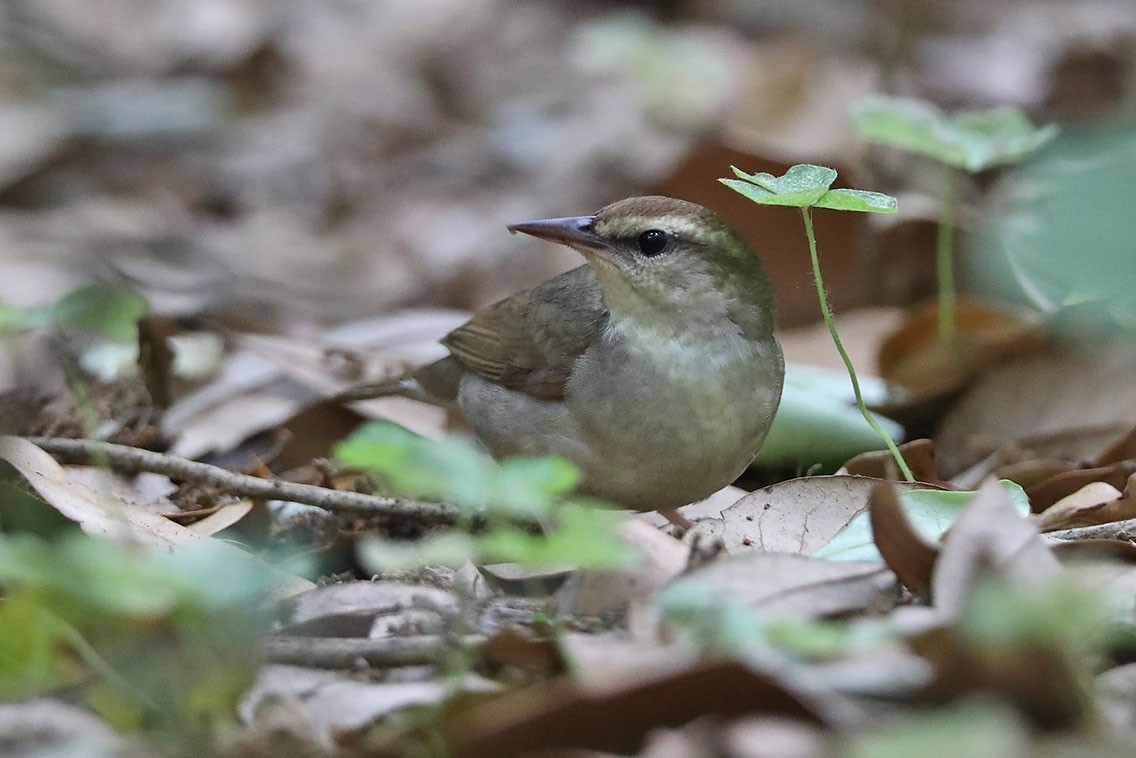 Swainson's Warbler - Edward  Rickson