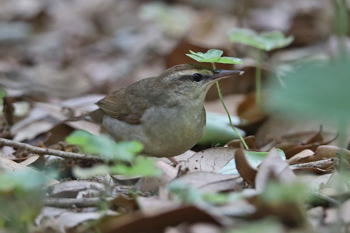 Swainson's Warbler - Edward  Rickson