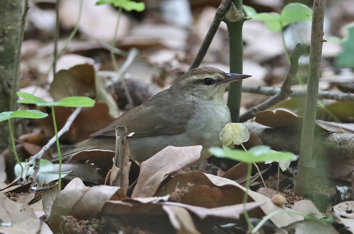 チャカブリアメリカムシクイ - ML610687947