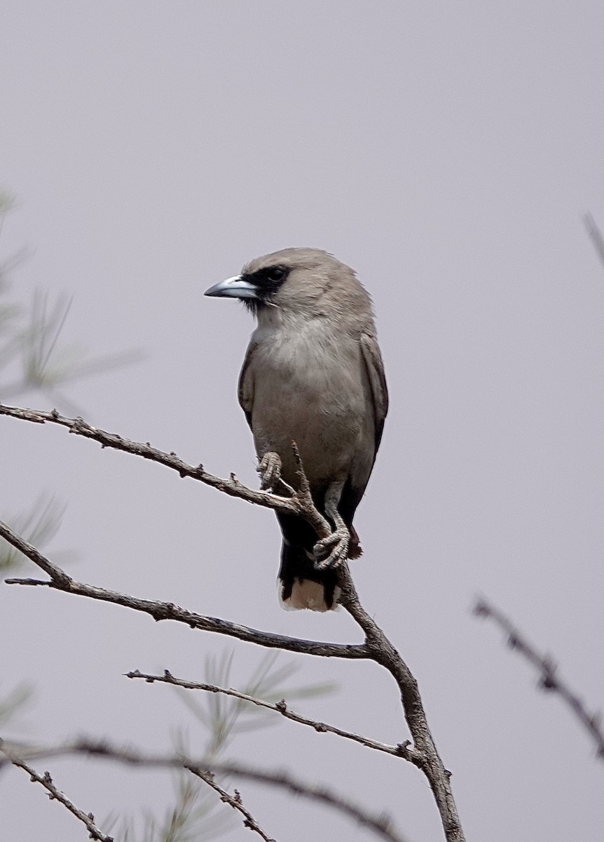 Black-faced Woodswallow - ML610688106