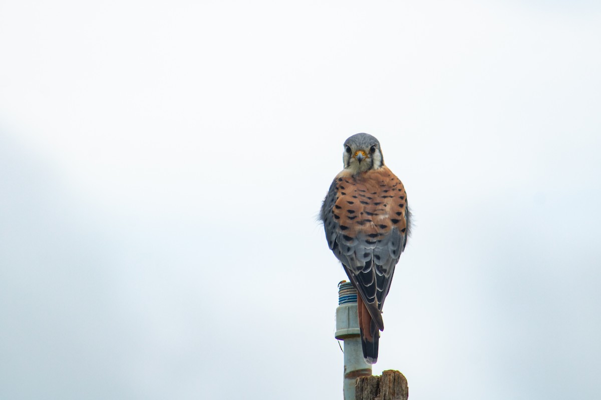 American Kestrel - Francisco Valdevino Bezerra Neto