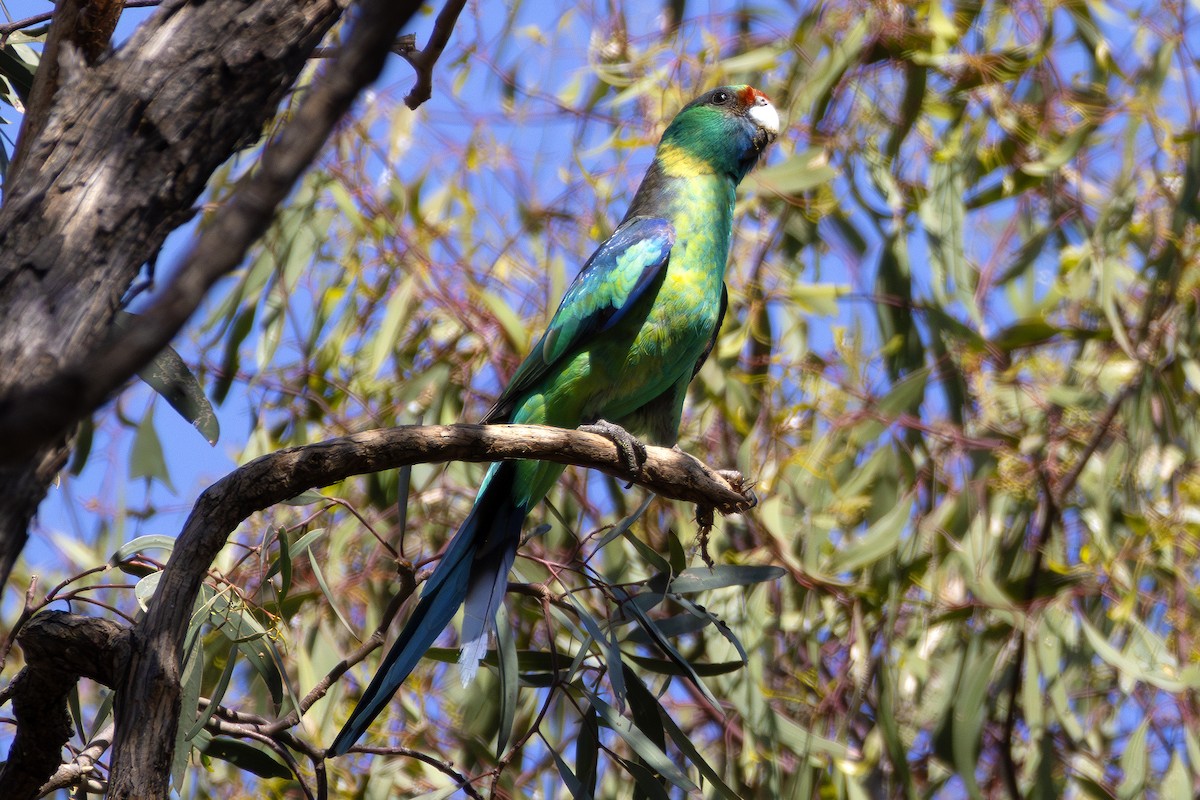 Australian Ringneck - ML610688205