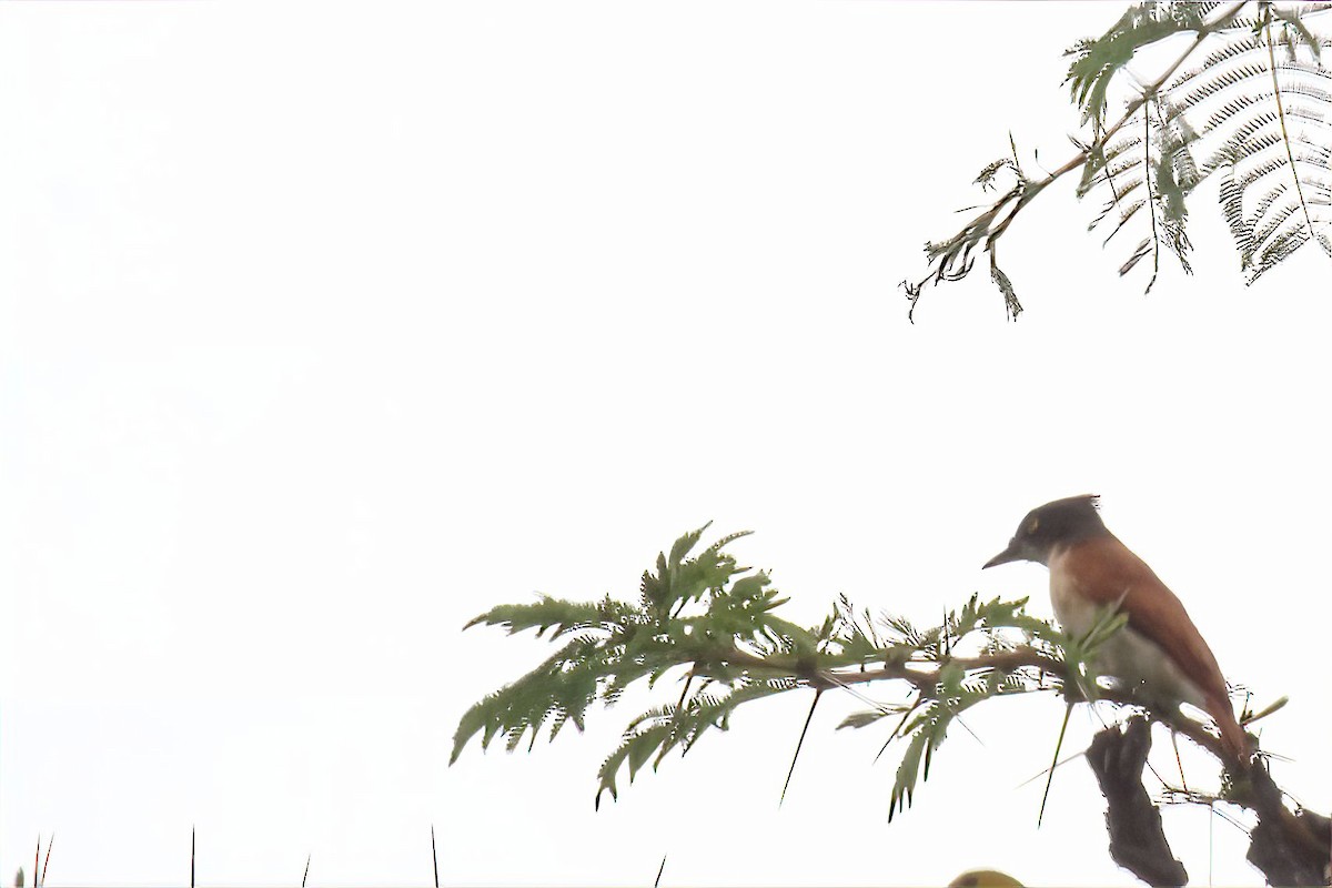 Black-and-white Shrike-flycatcher - ML610688306