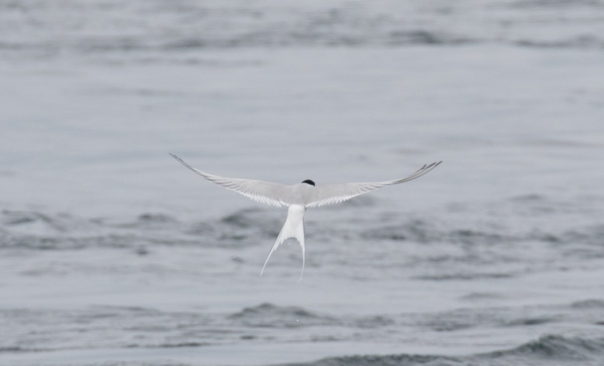 Arctic Tern - ML610688339