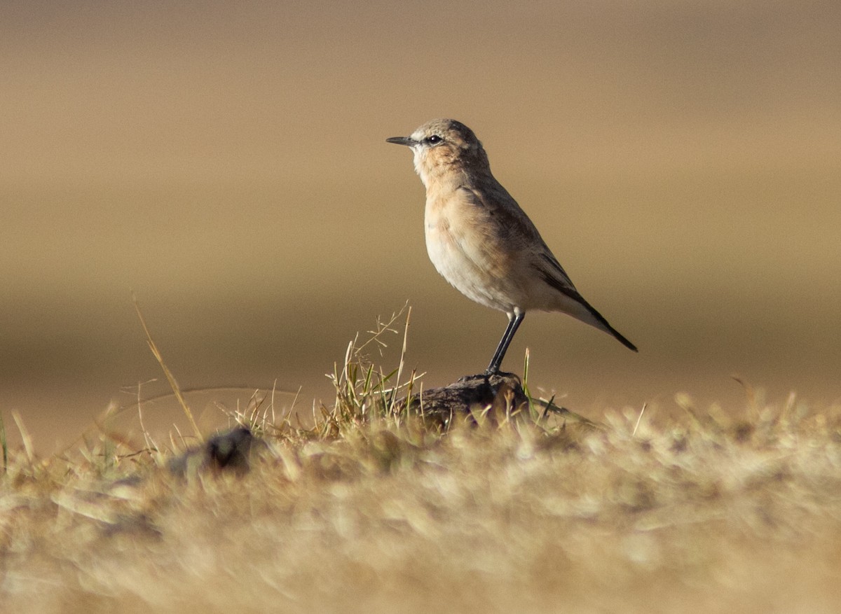 Isabelline Wheatear - ML610688340