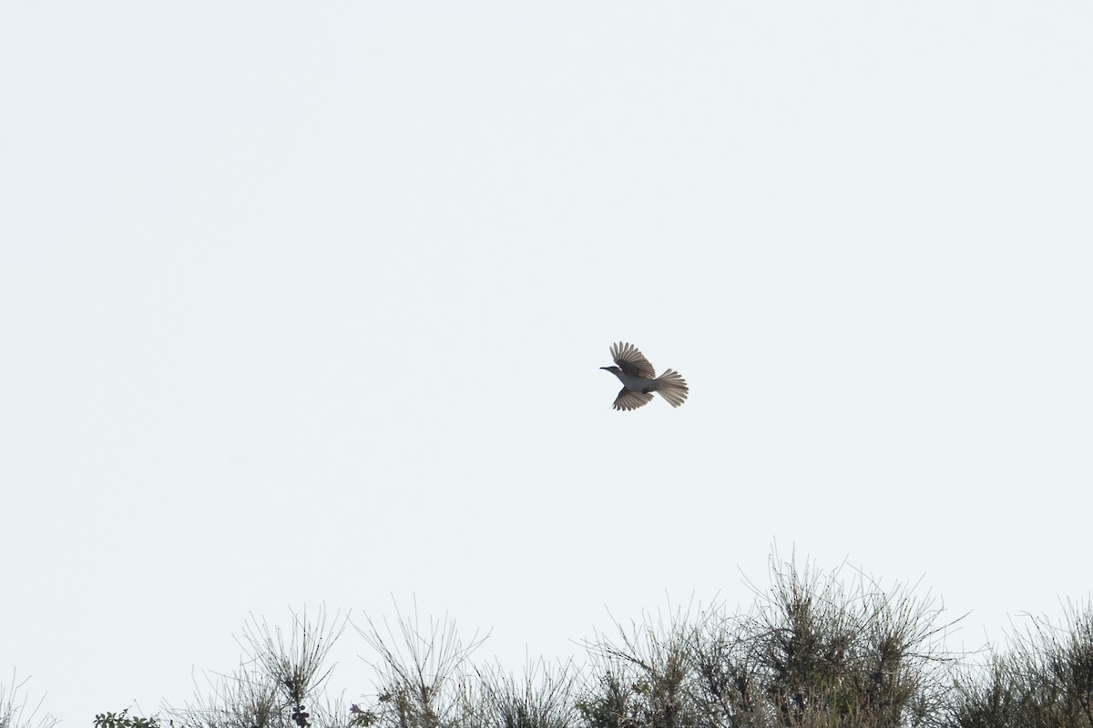 Little Friarbird - ML610688382