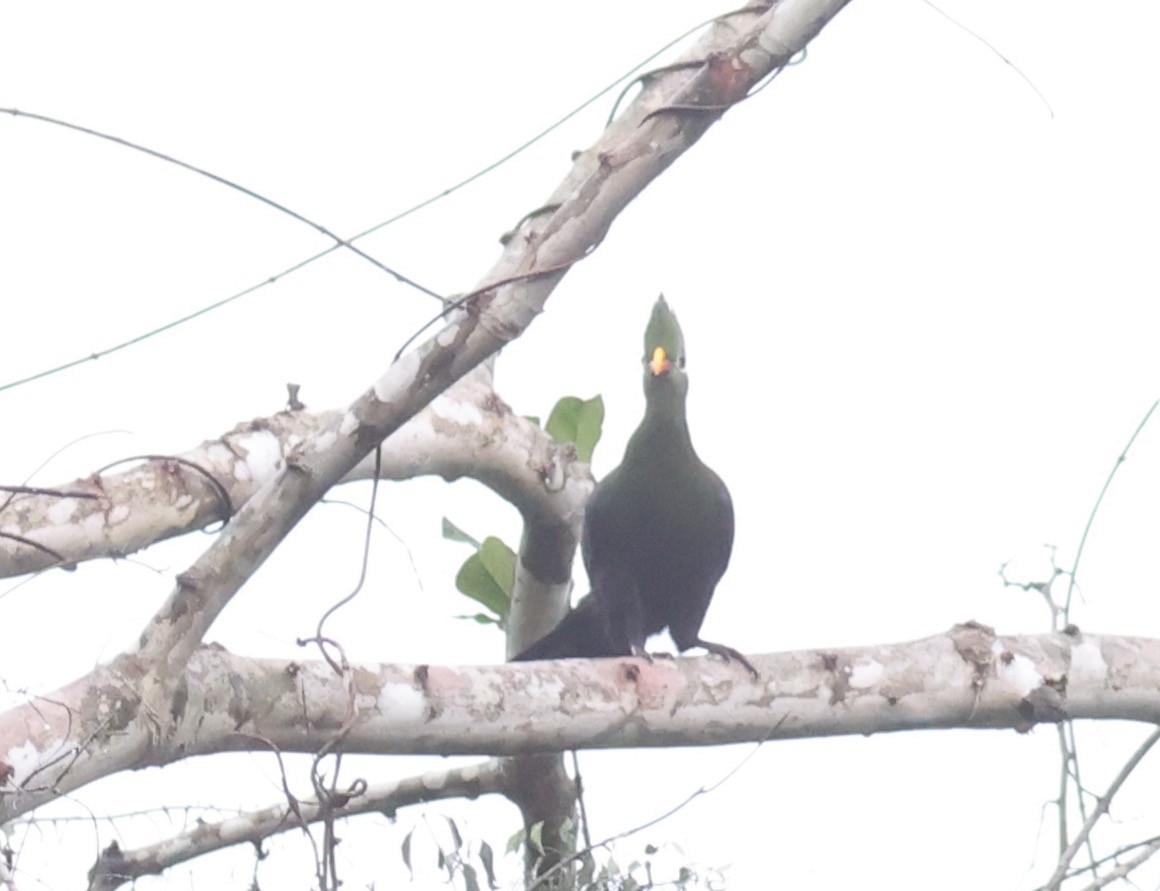 Yellow-billed Turaco - ML610688408