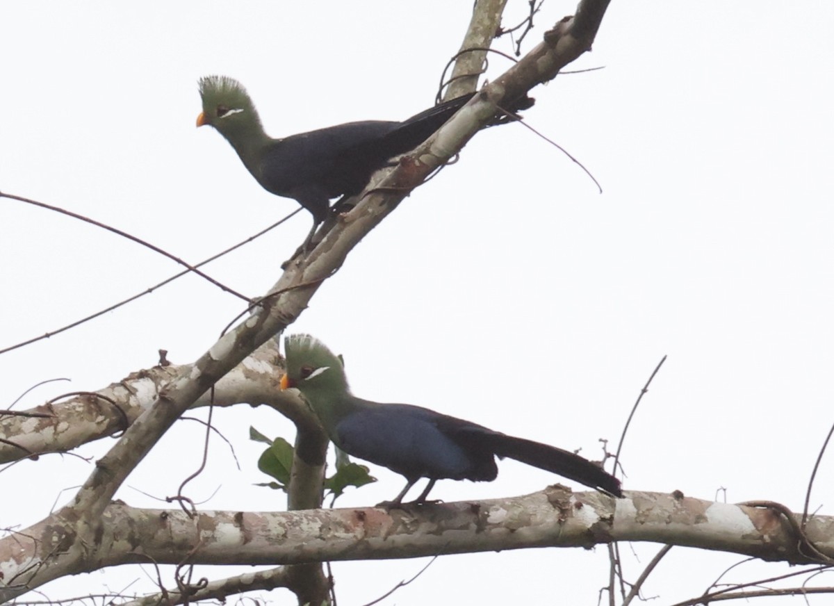 Yellow-billed Turaco - ML610688409