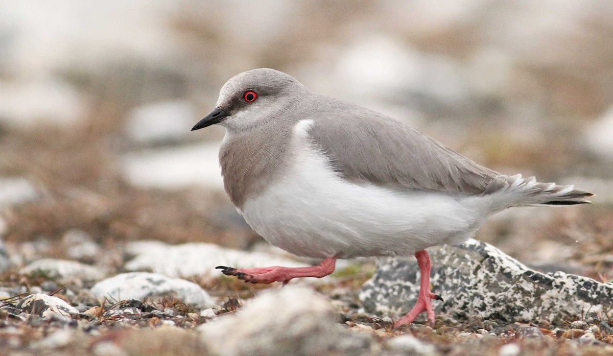 Magellanic Plover - ML61068841