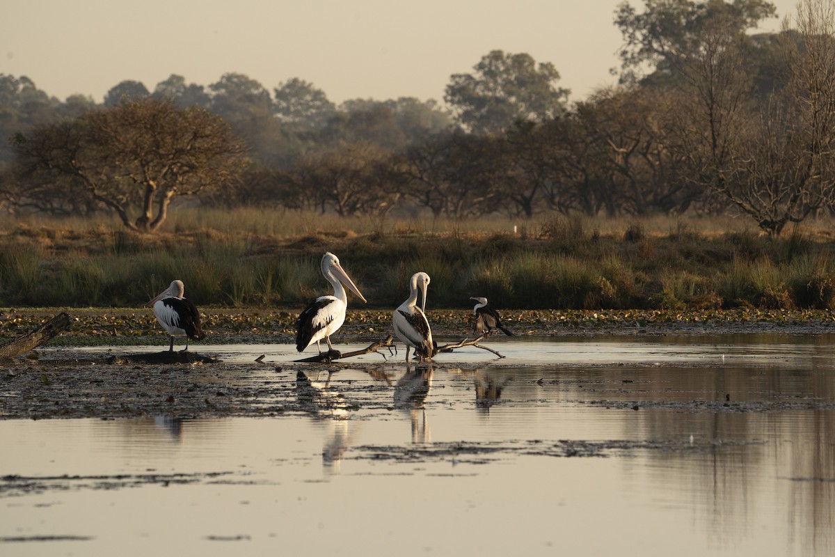 pelikán australský - ML610688414