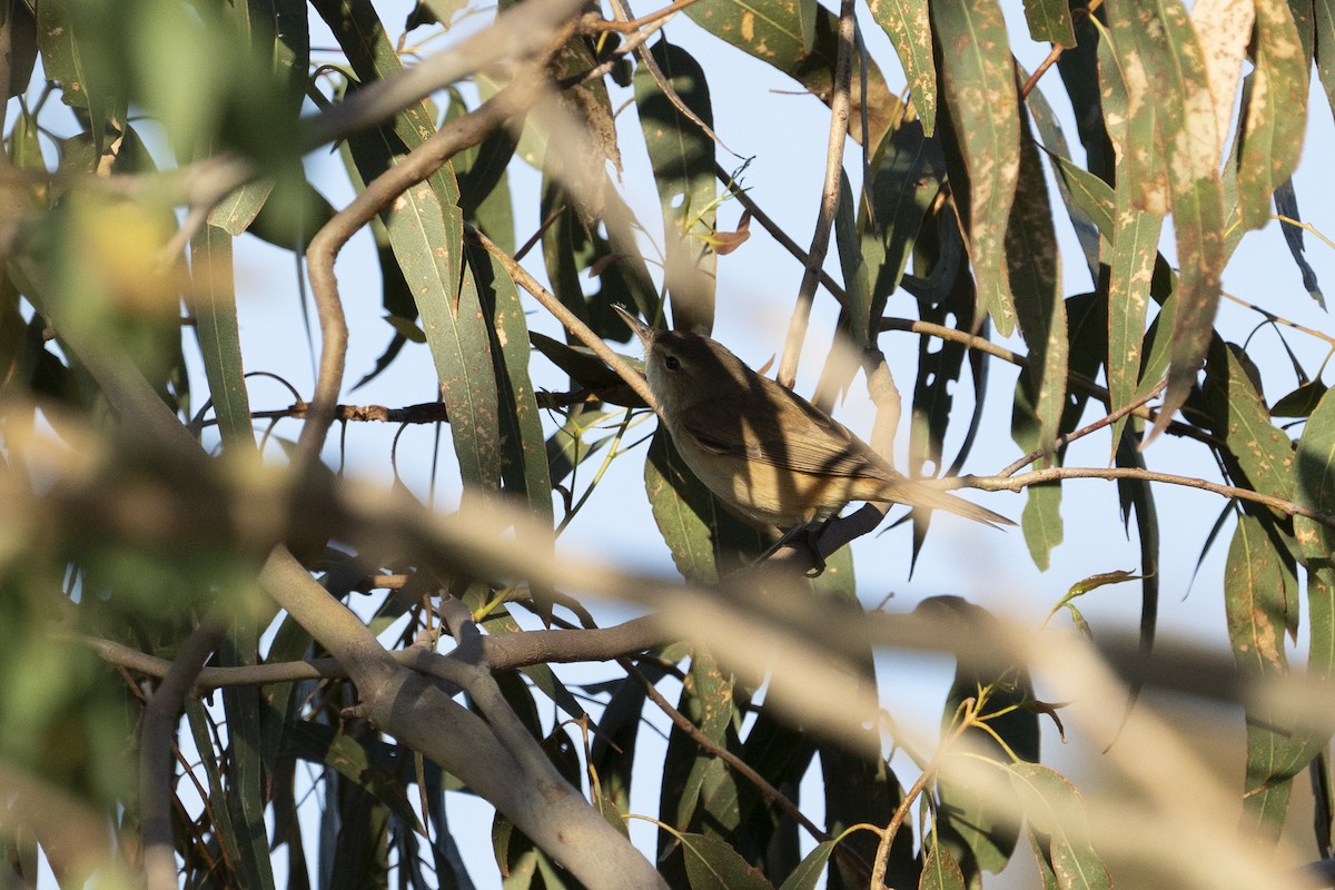 Australian Reed Warbler - ML610688419