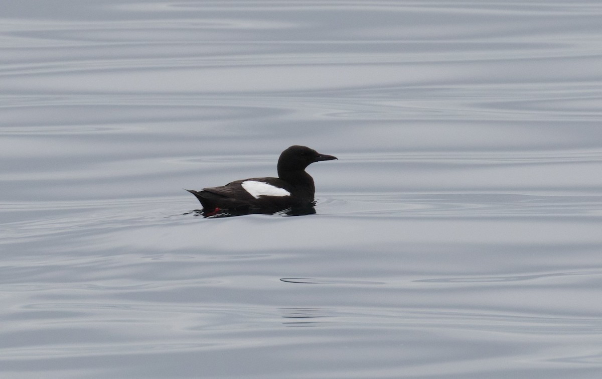 Black Guillemot - ML610688454