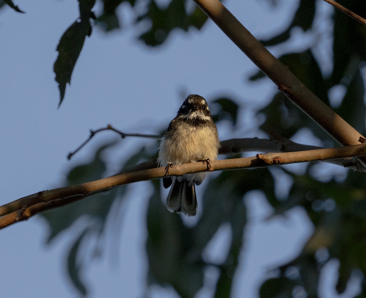 Gray Fantail - ML610688487