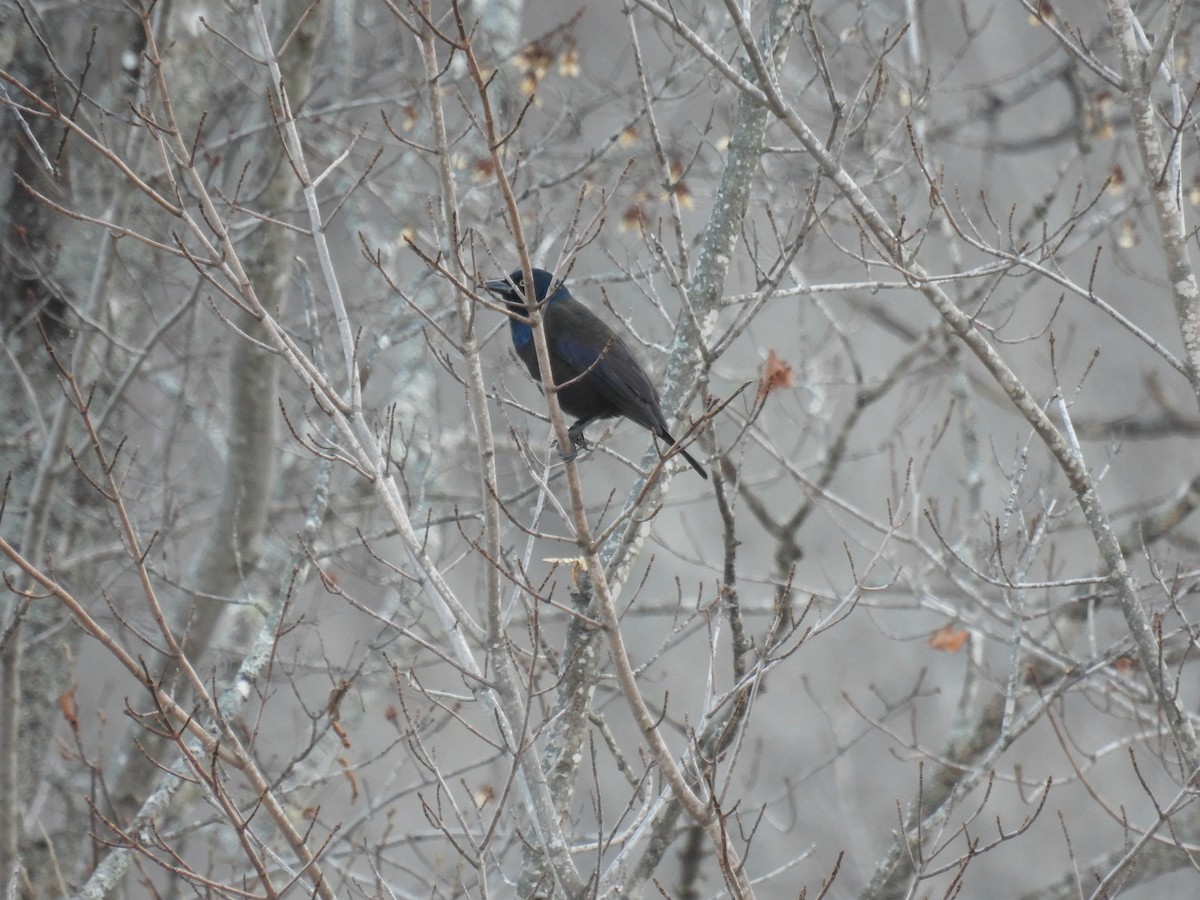 Common Grackle - ML610688520