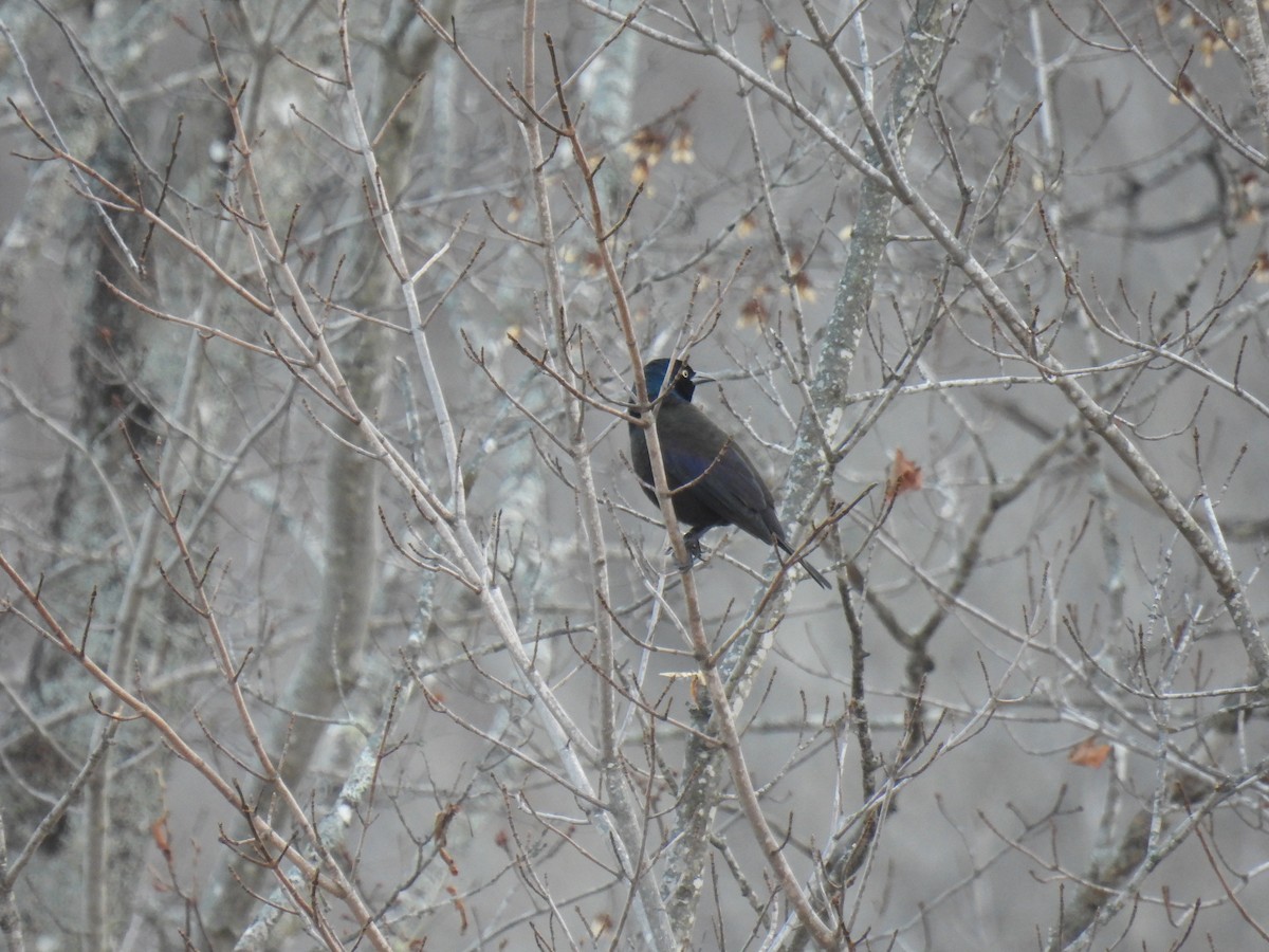 Common Grackle - ML610688524