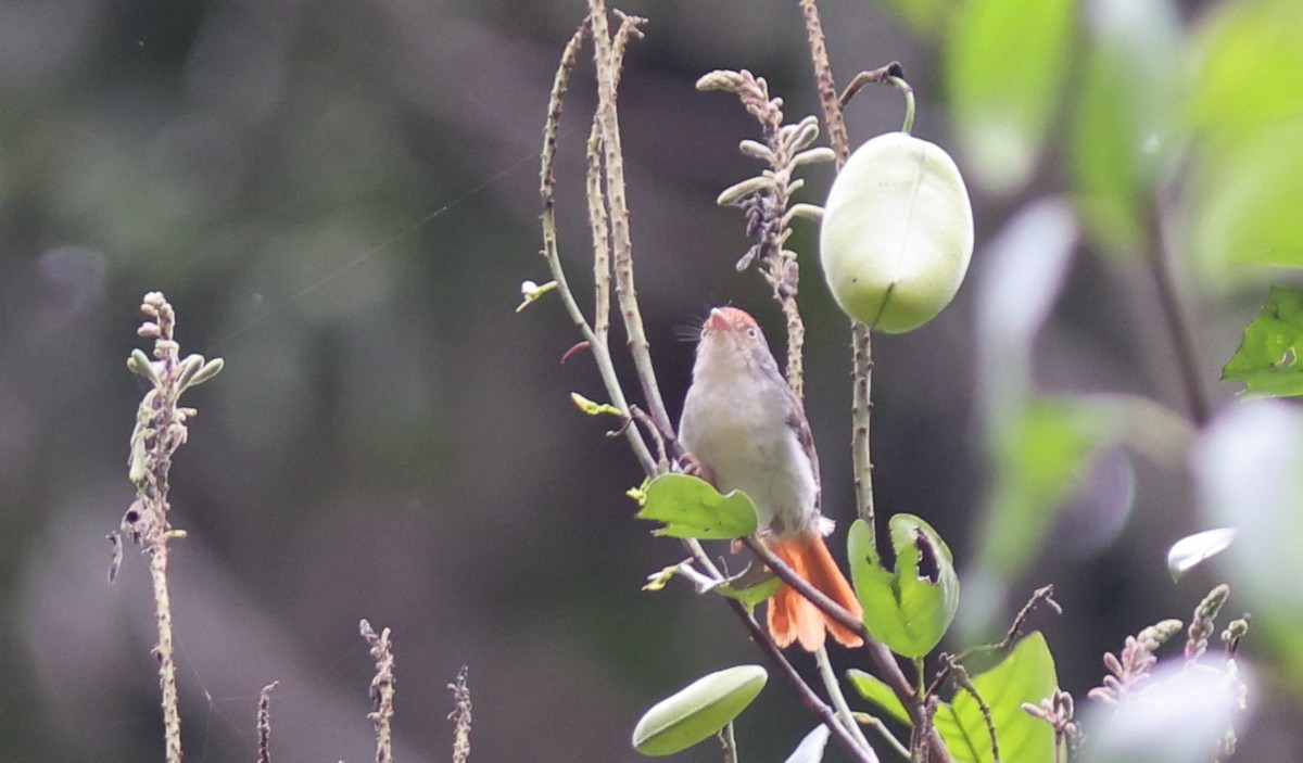 Chestnut-capped Flycatcher - Sea Williams