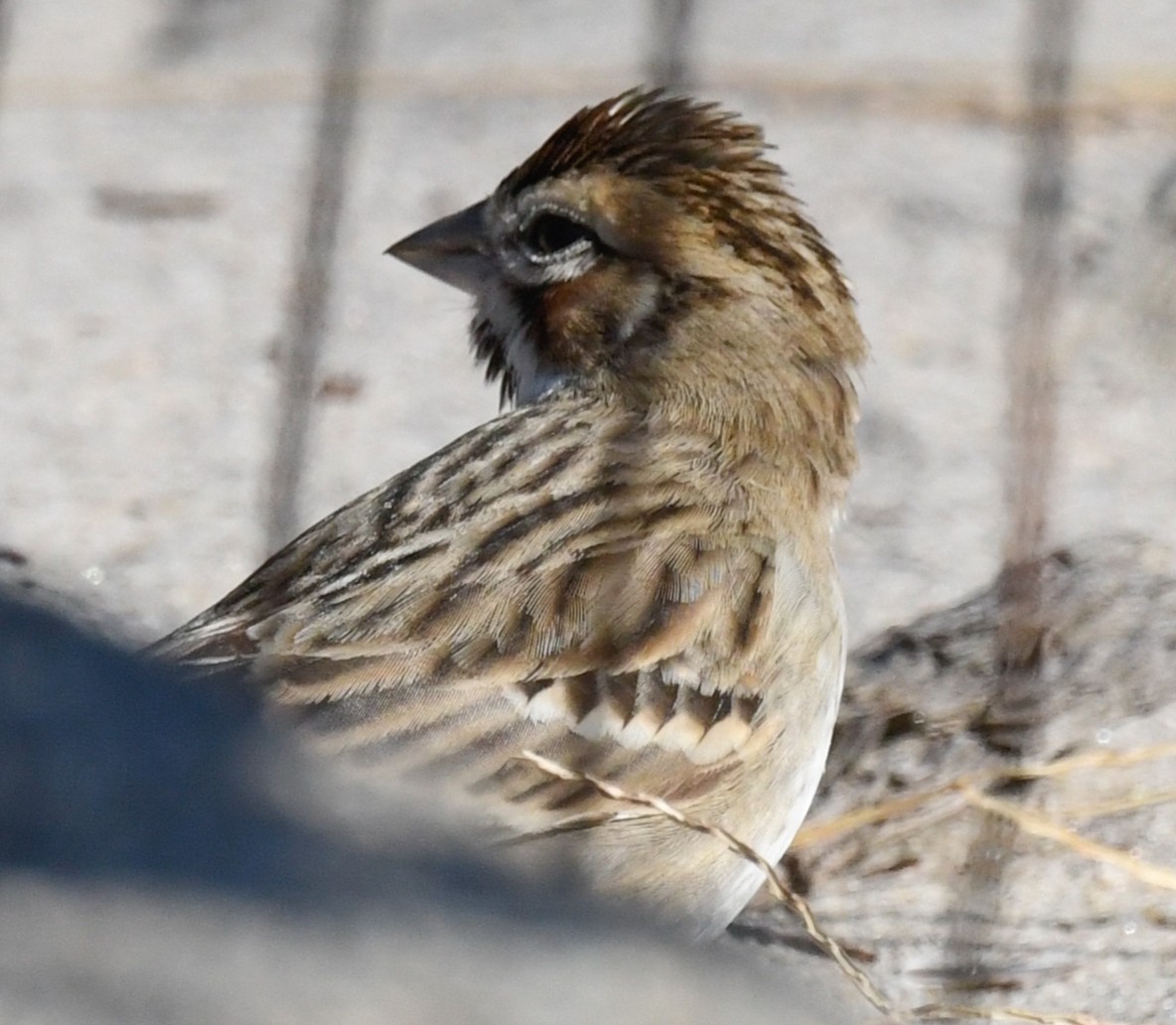 Lark Sparrow - ML610688597