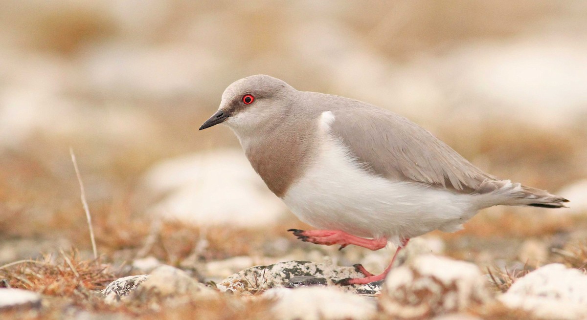 Magellanic Plover - ML61068861