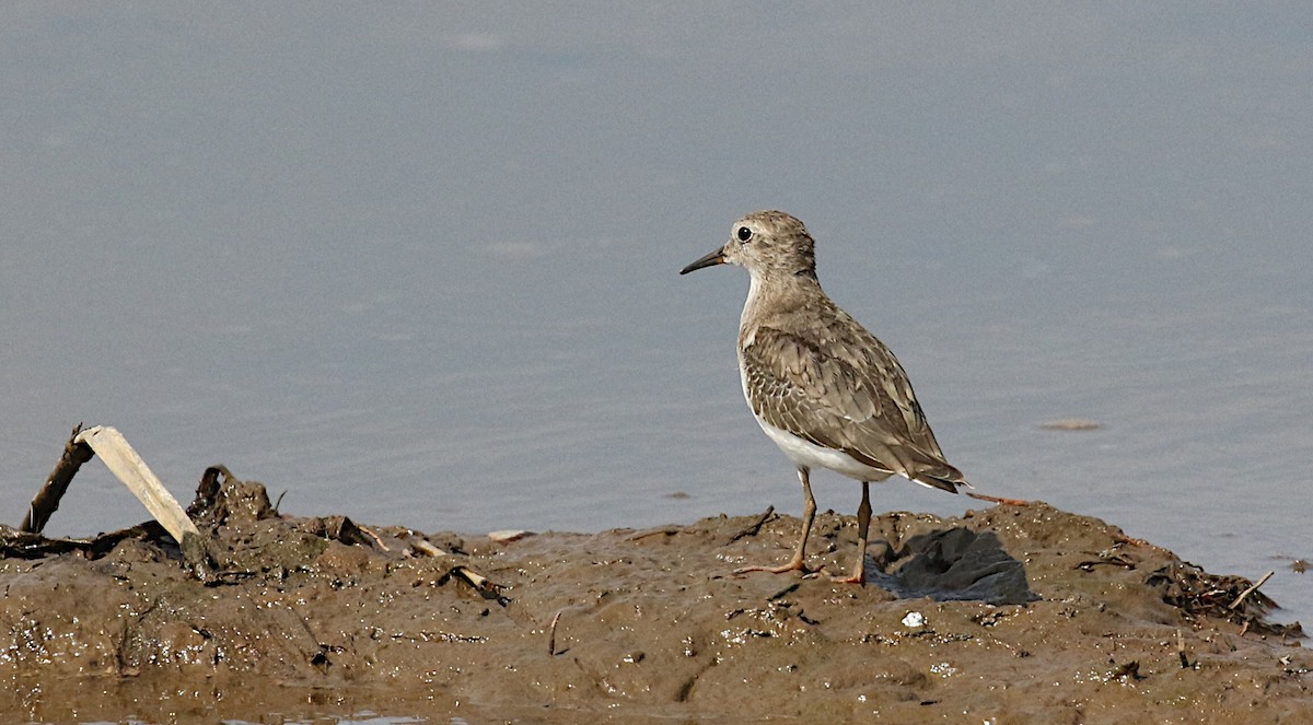 Temminck's Stint - ML610688633