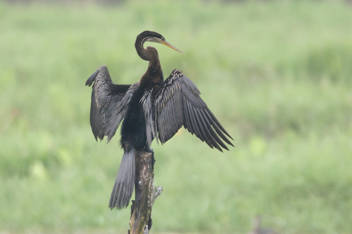 Anhinga Asiática - ML610688803