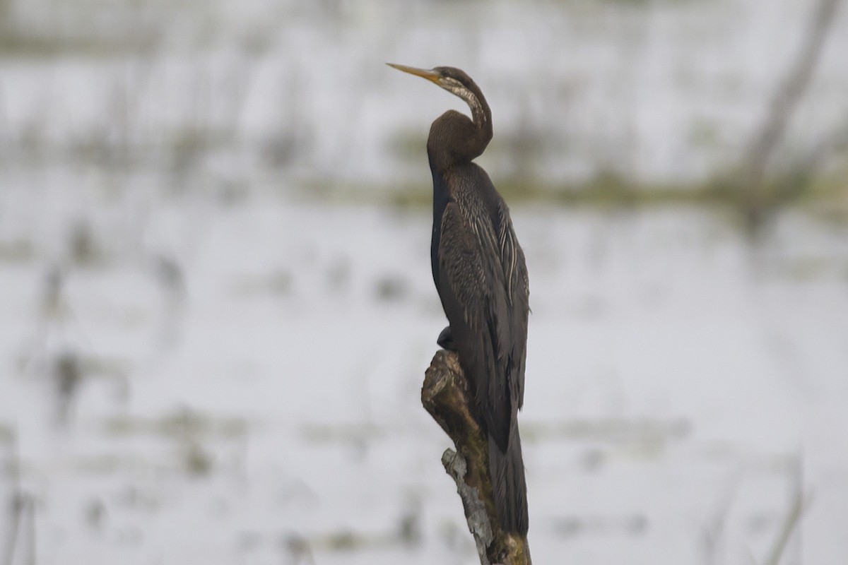 Orient-Schlangenhalsvogel - ML610688804