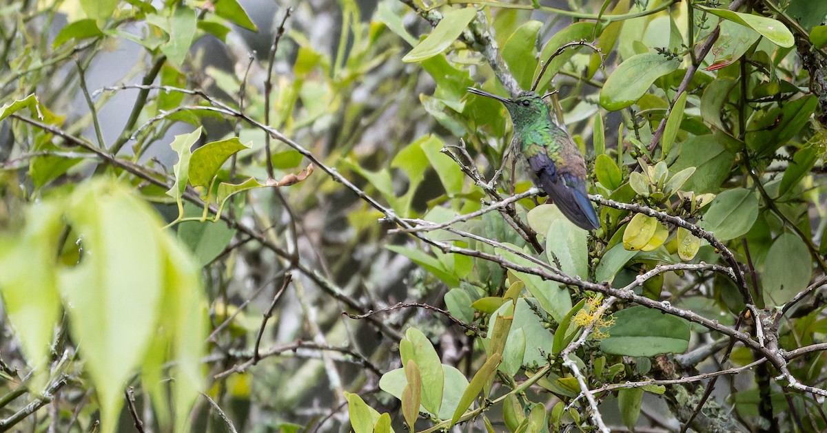 Blue-vented Hummingbird - ML610688817
