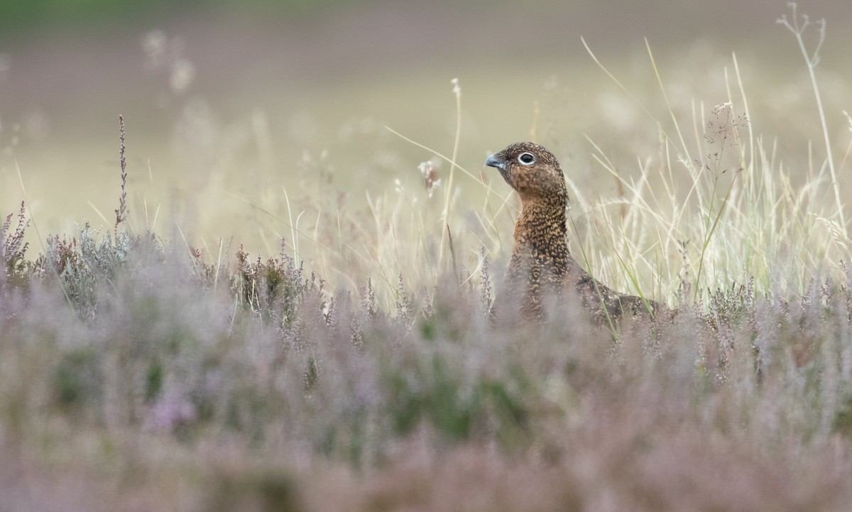 Willow Ptarmigan (Red Grouse) - 🕊️ Newton st Loe Birding 🕊️