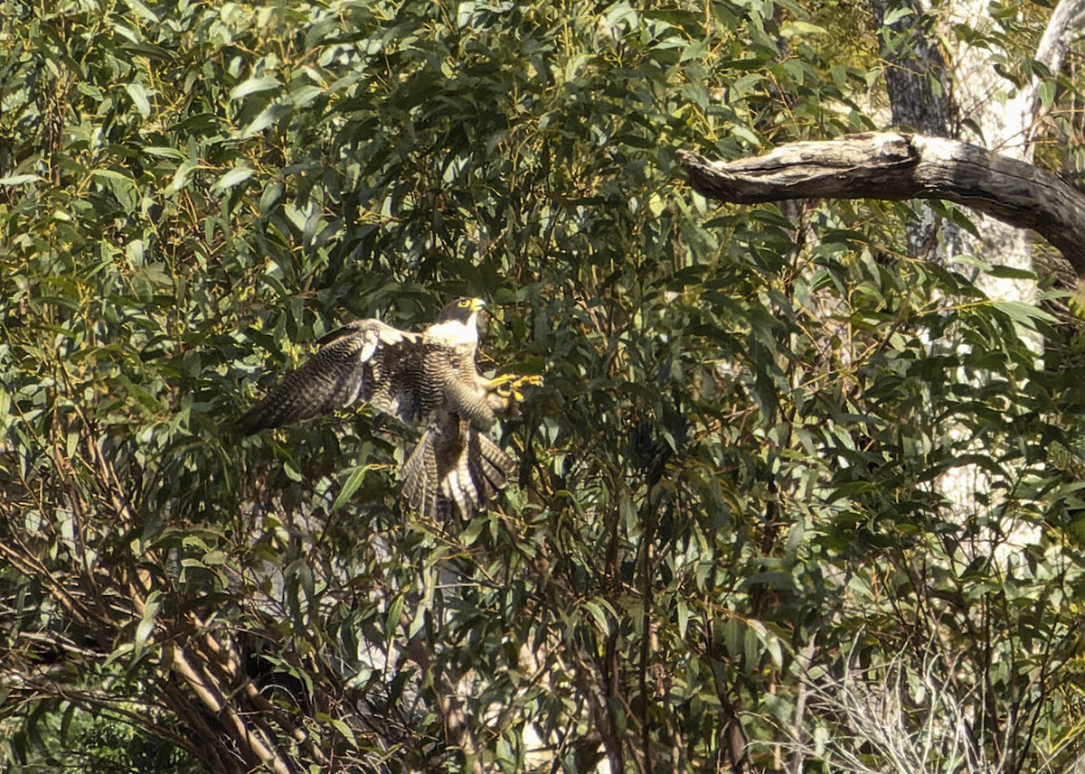 Peregrine Falcon (Australian) - ML610688973