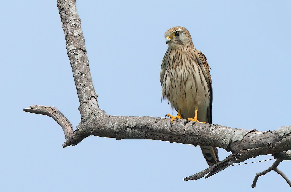 Eurasian Kestrel - ML610689003