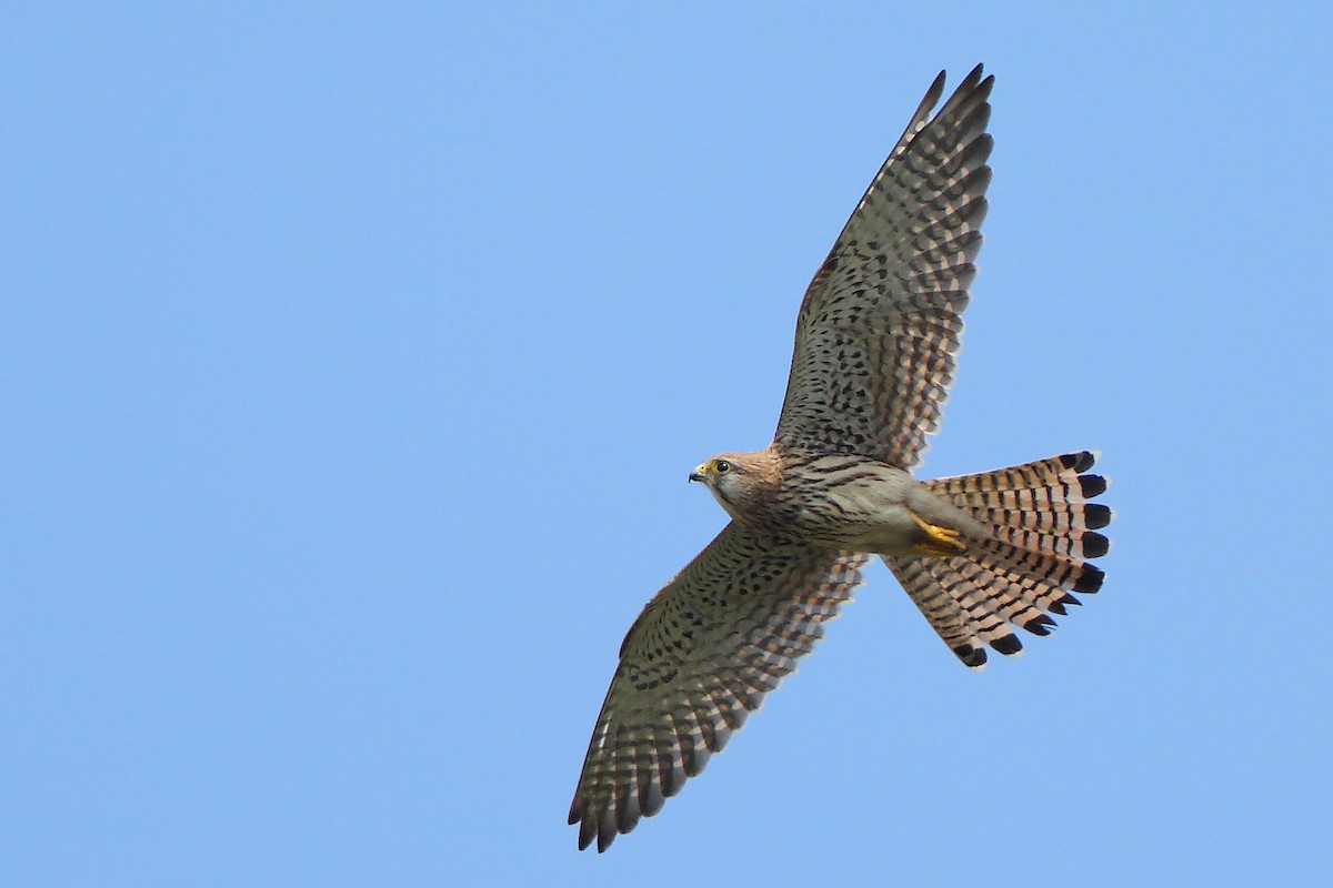 Eurasian Kestrel - ML610689008