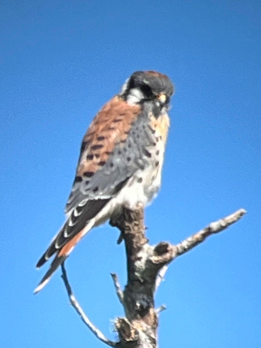 American Kestrel - ML610689020