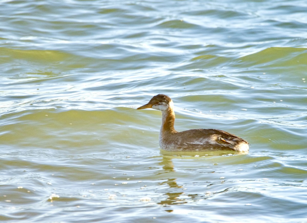 Red-necked Grebe - ML610689029