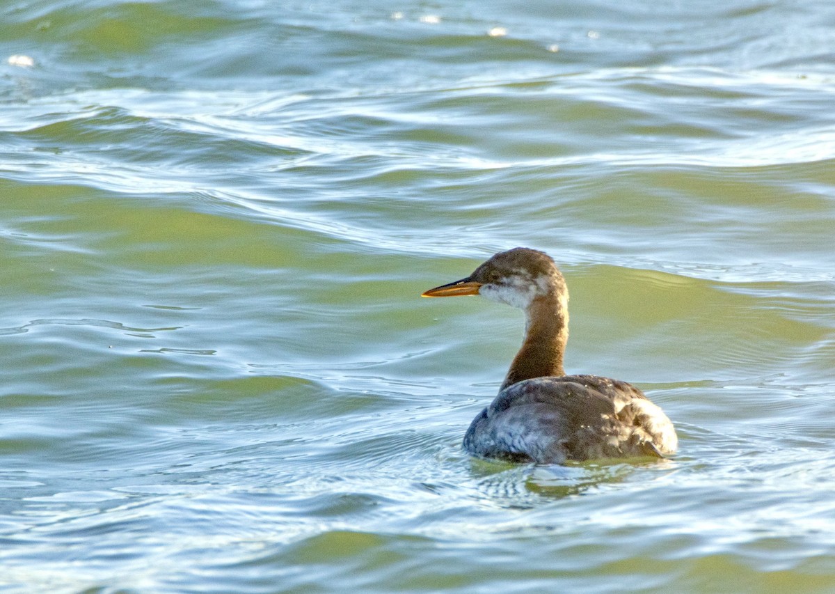 Red-necked Grebe - ML610689030