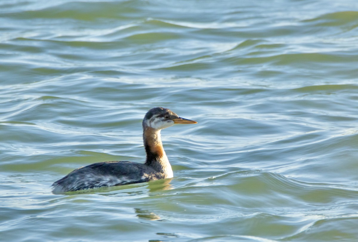 Red-necked Grebe - ML610689032