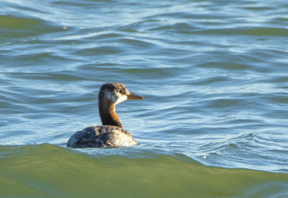 Red-necked Grebe - ML610689033
