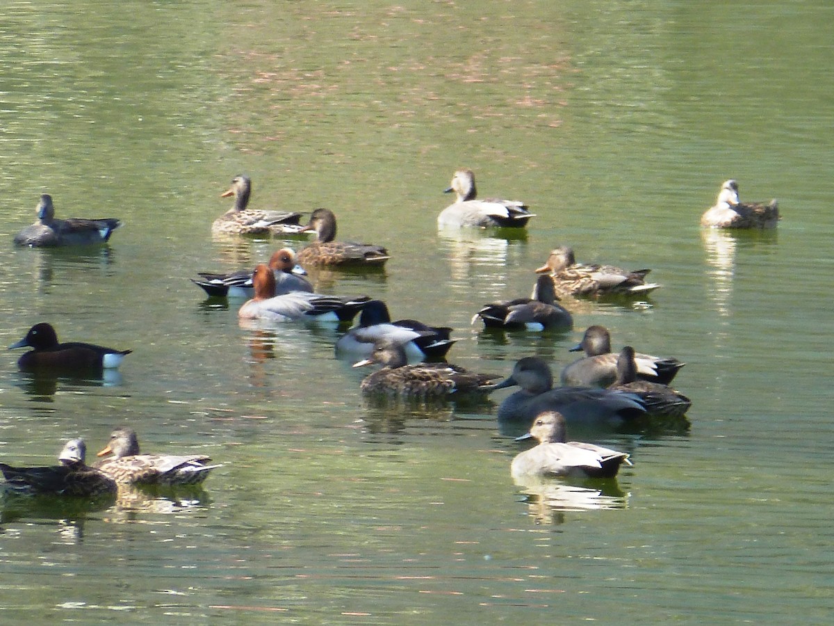 Eurasian Wigeon - ML610689037