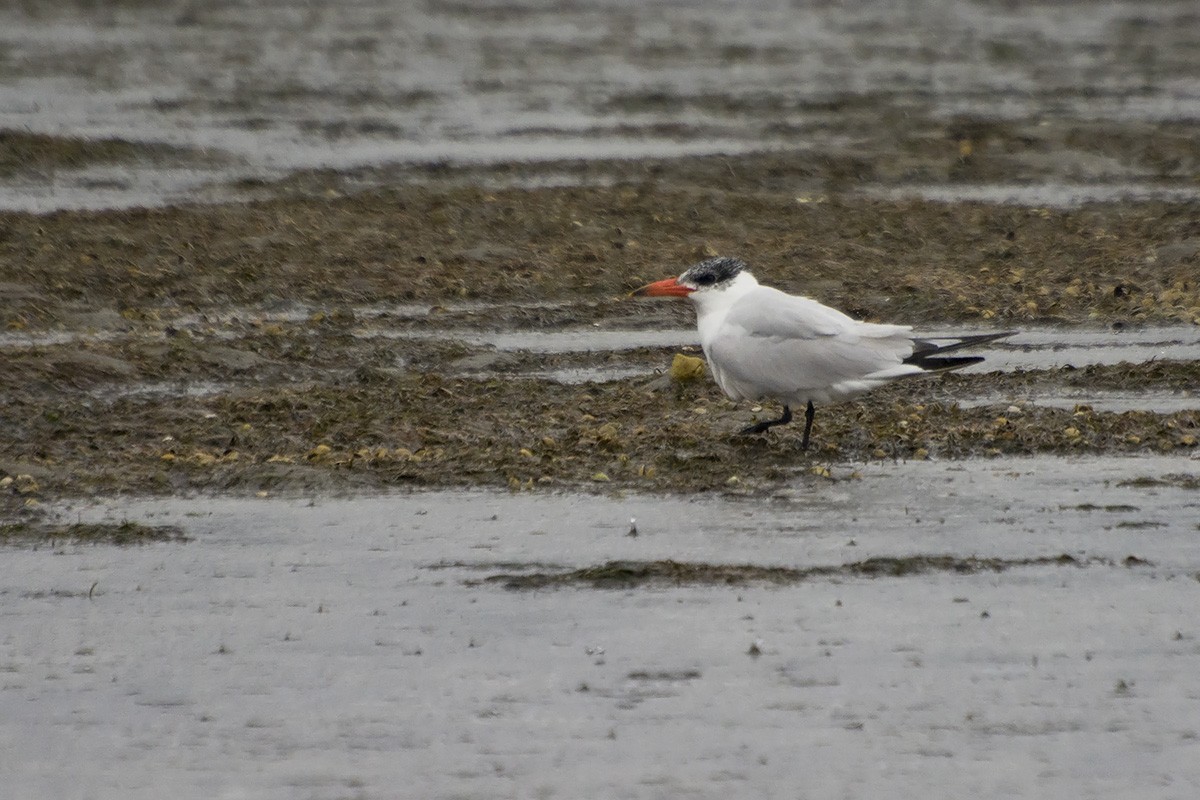 Caspian Tern - ML610689050