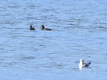Greater Scaup - ML610689077