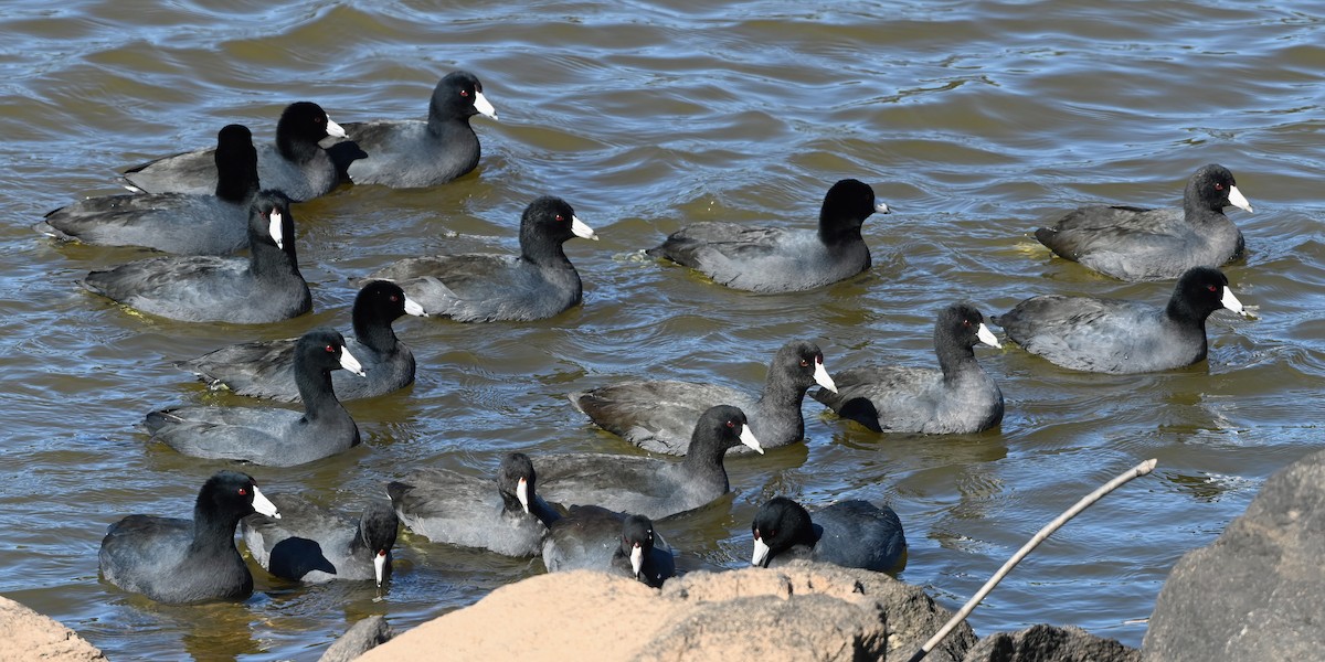 American Coot - ML610689086