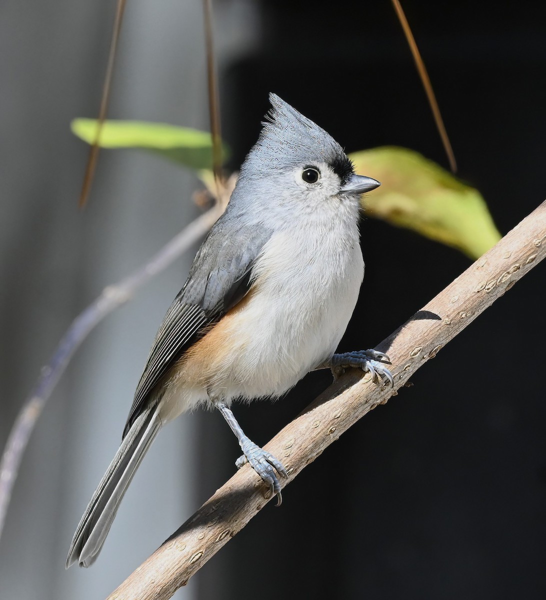 Tufted Titmouse - ML610689088