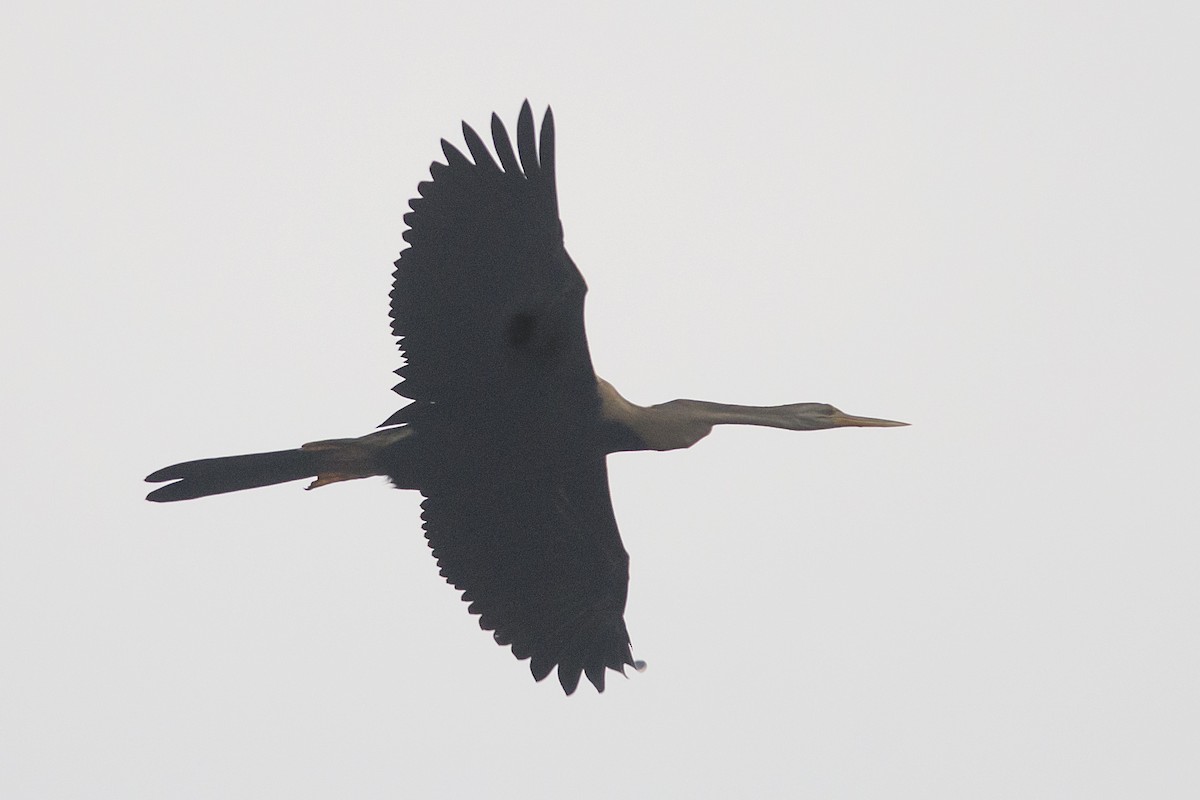 Oriental Darter - ML610689096