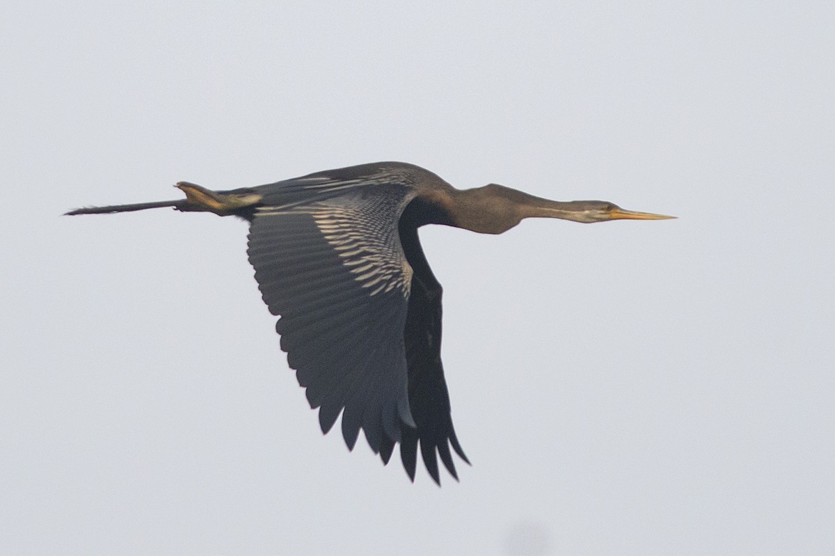 Anhinga Asiática - ML610689097