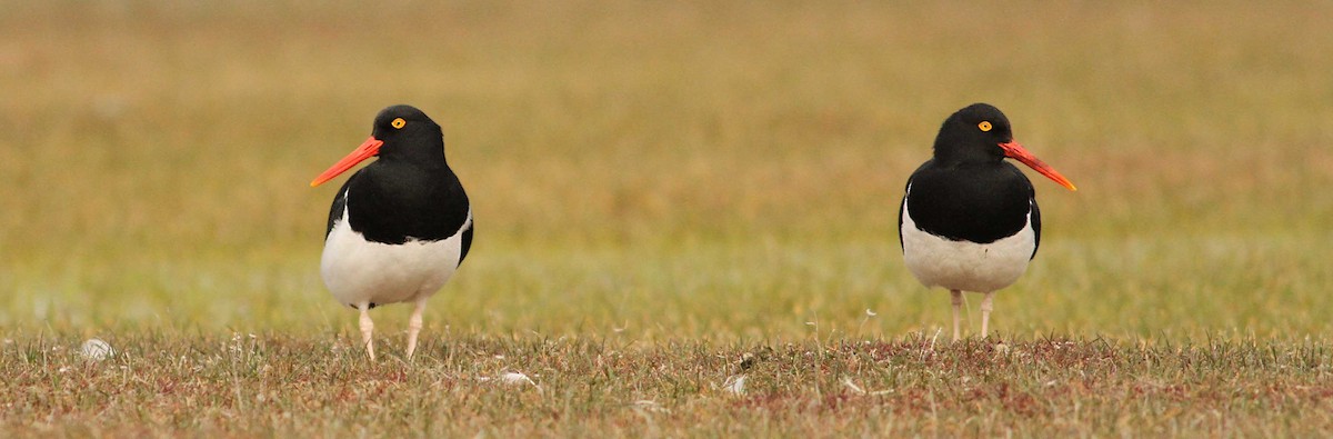 Magellanic Oystercatcher - ML61068911