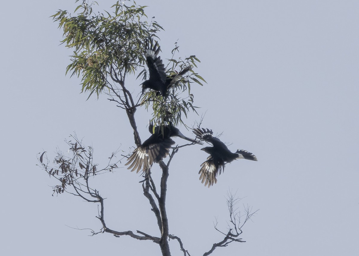 Pied Currawong - ML610689177
